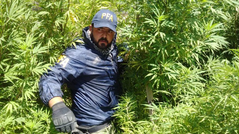 Descubrieron una selva de marihuana en una casa  