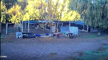 Las voluntarias de la Fundación SOS Animal identificaron al sujeto por las cámaras de seguridad.