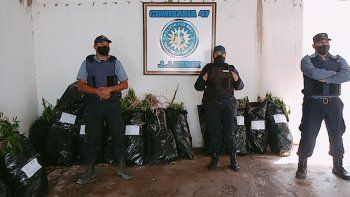 secuestran mas de 500 plantas de marihuana en allanamientos