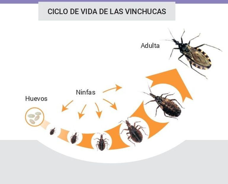 El ciclo de vida de la Vinchuca.