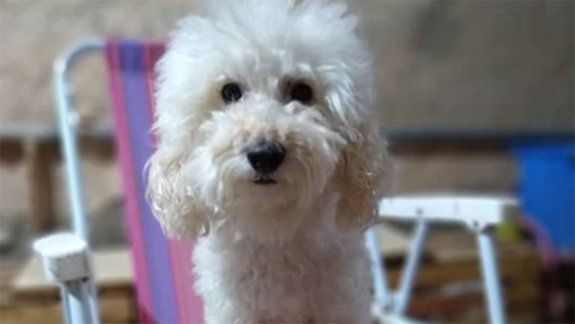 Creen que les robaron su perrita y ofrecen una recompensa de $5 mil 