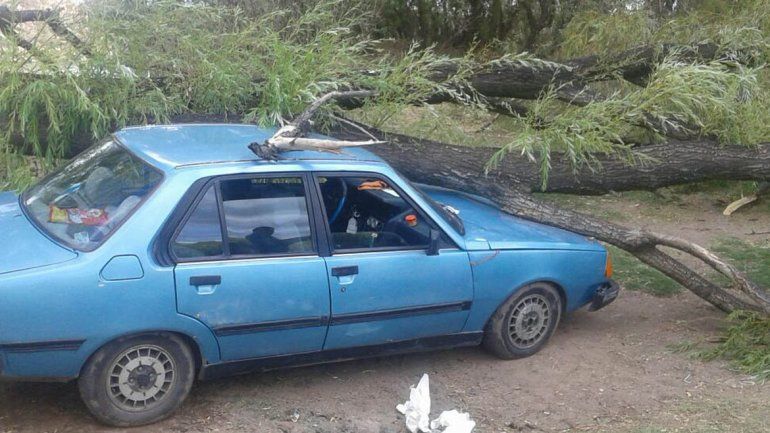 El tronco aplastó el auto y las ramas alcanzaron a la mujer