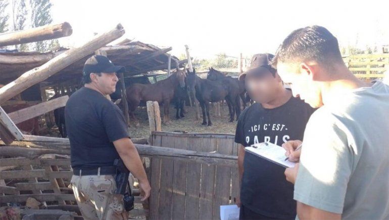 Fueron por una denuncia de maltrato animal y se encontraron una faena clandestina