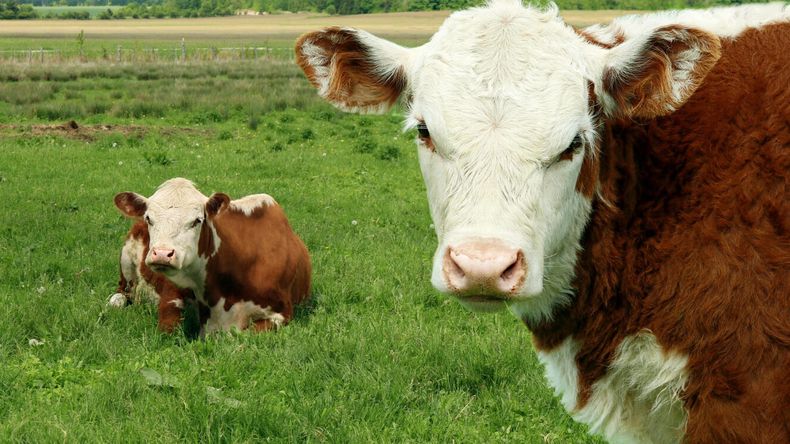 Por tercer año consecutivo crece la participación de préstamos en moneda extranjera, mientras retroceden las operaciones nominadas en pesos. | LMCipolletti.com Por tercer año consecutivo crece la participación de préstamos en moneda extranjera, mientras retroceden las operaciones nominadas en pesos.