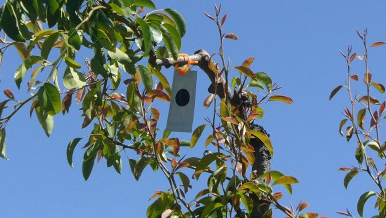 Apuran la llegada del dinero para  el plan sanitario