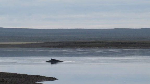Una ballena jorobada quedó varada en la ría de San Antonio
