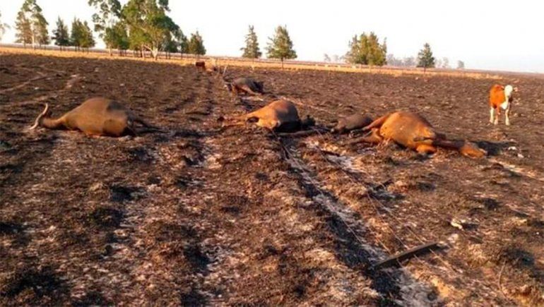 Los incendios en Corrientes causarán un trastorno en toda la ganadería argentina