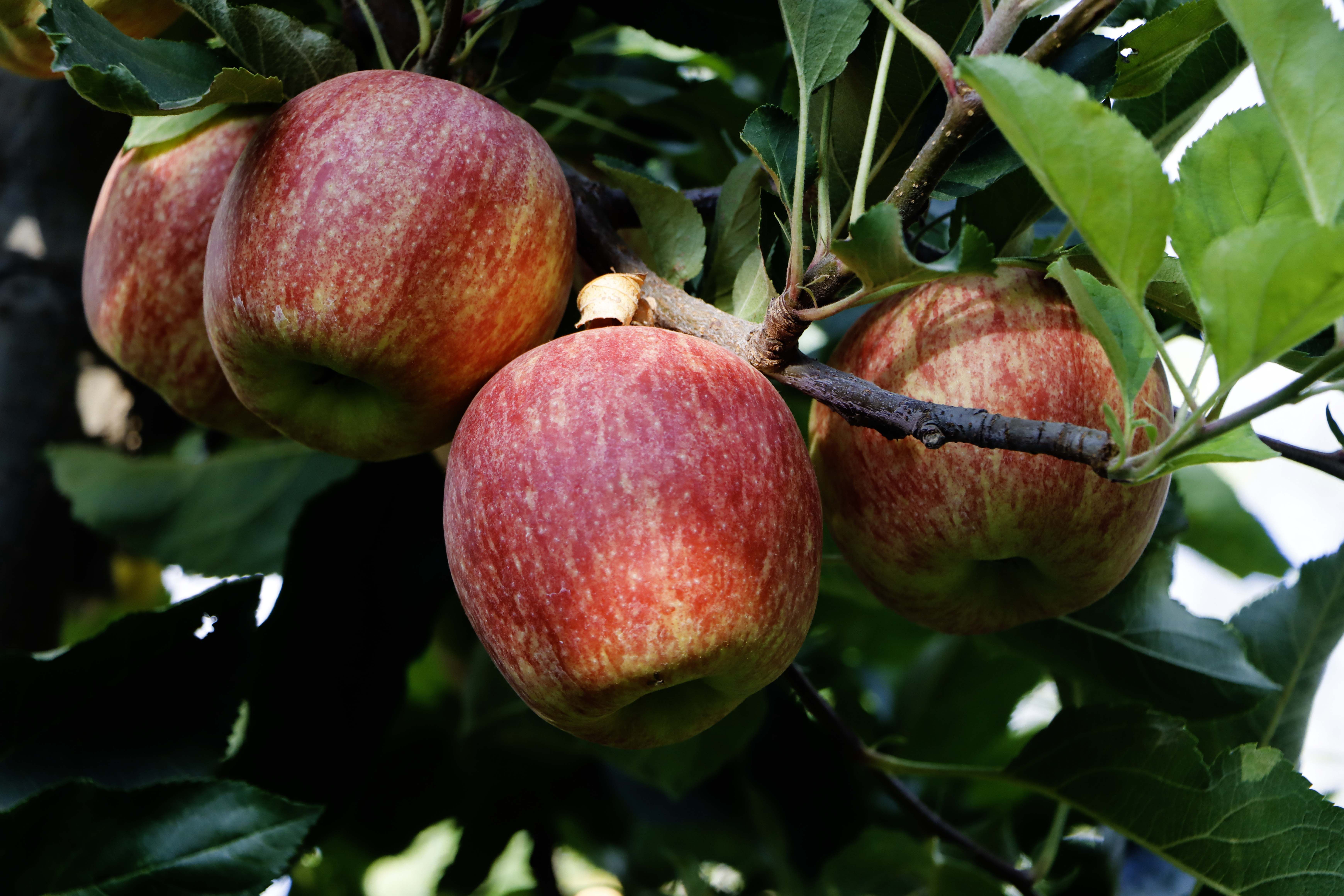 La manzana con alta cobertura de color, es la que está demandando hoy el mercado.