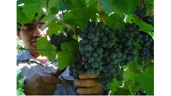 se capacitara a pequenos y medianos productores del sector vitivinicola