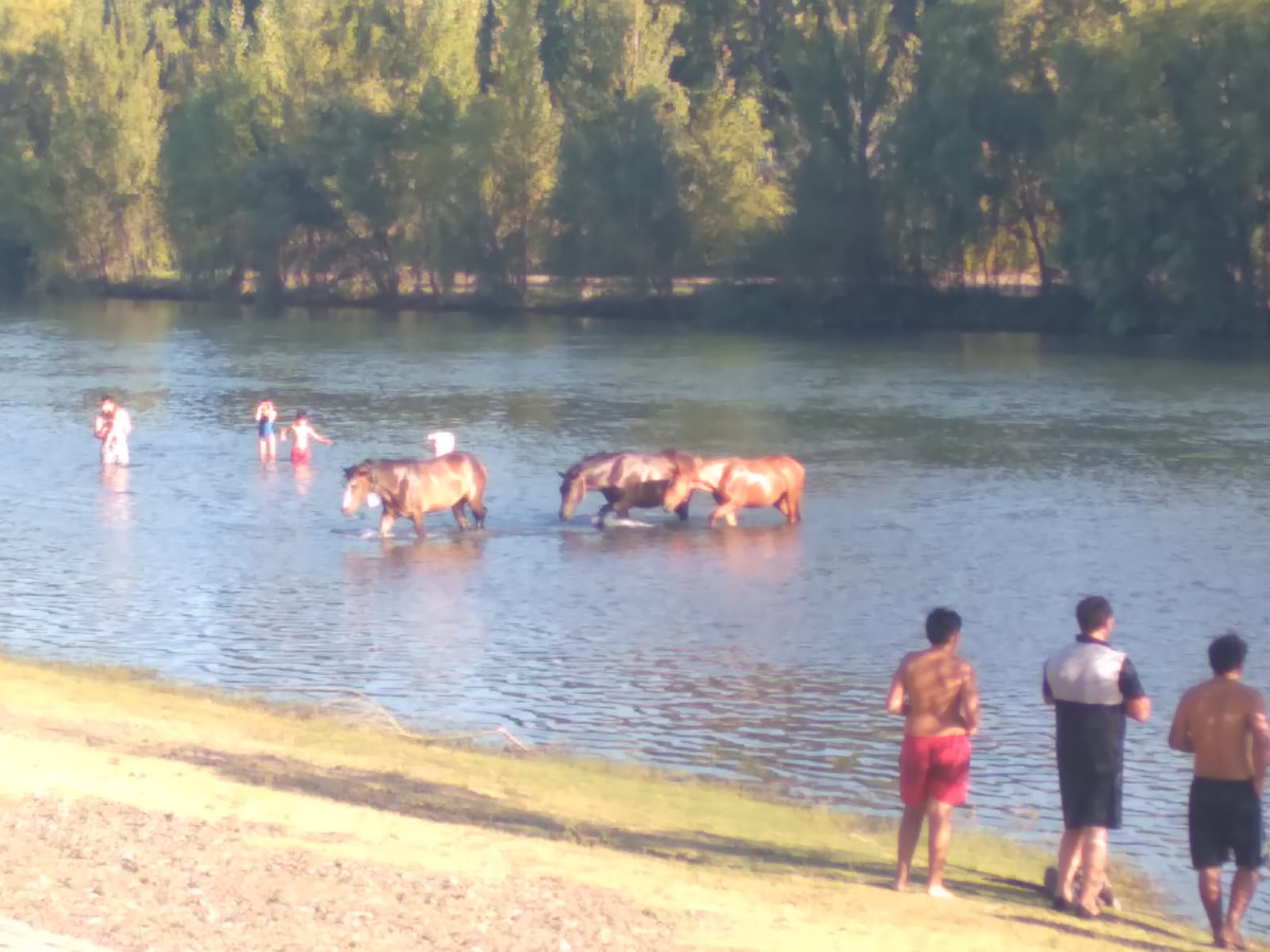 El simpático e insólito chapuzón de los pingos en un balneario de Allen