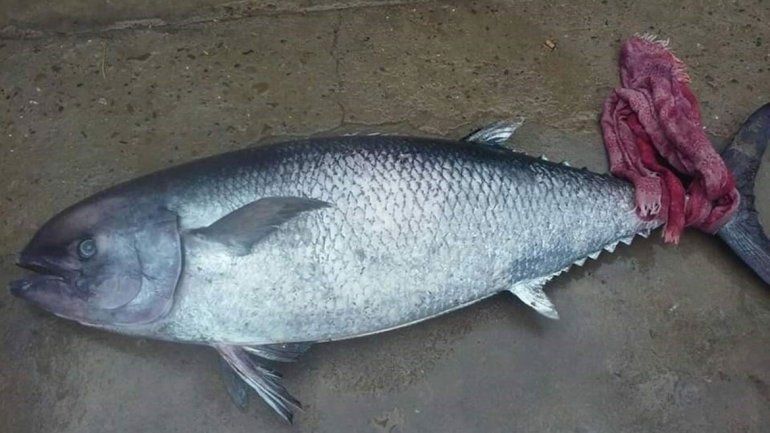 Apareció un atún gigante varado en la playa de Las Grutas