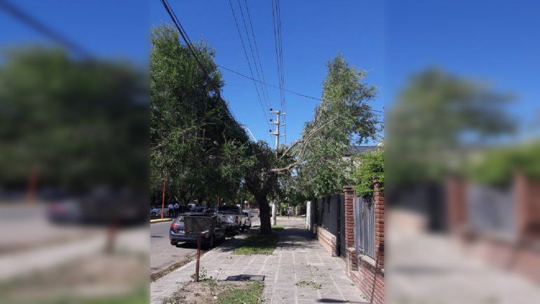 Denunciaron a Edersa por la desastrosa poda del barrio Prieto