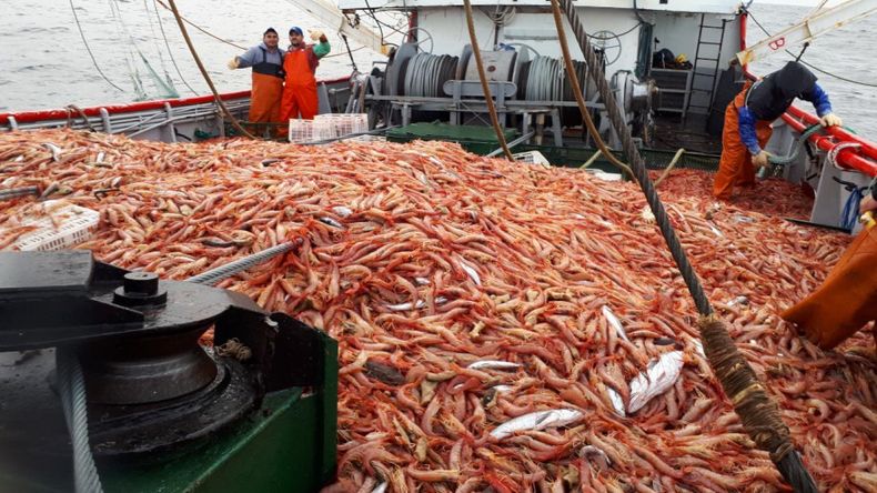 Langostino y merluza, dos caras de una crisis que impacta fuerte en el golfo. Foto: gentileza.