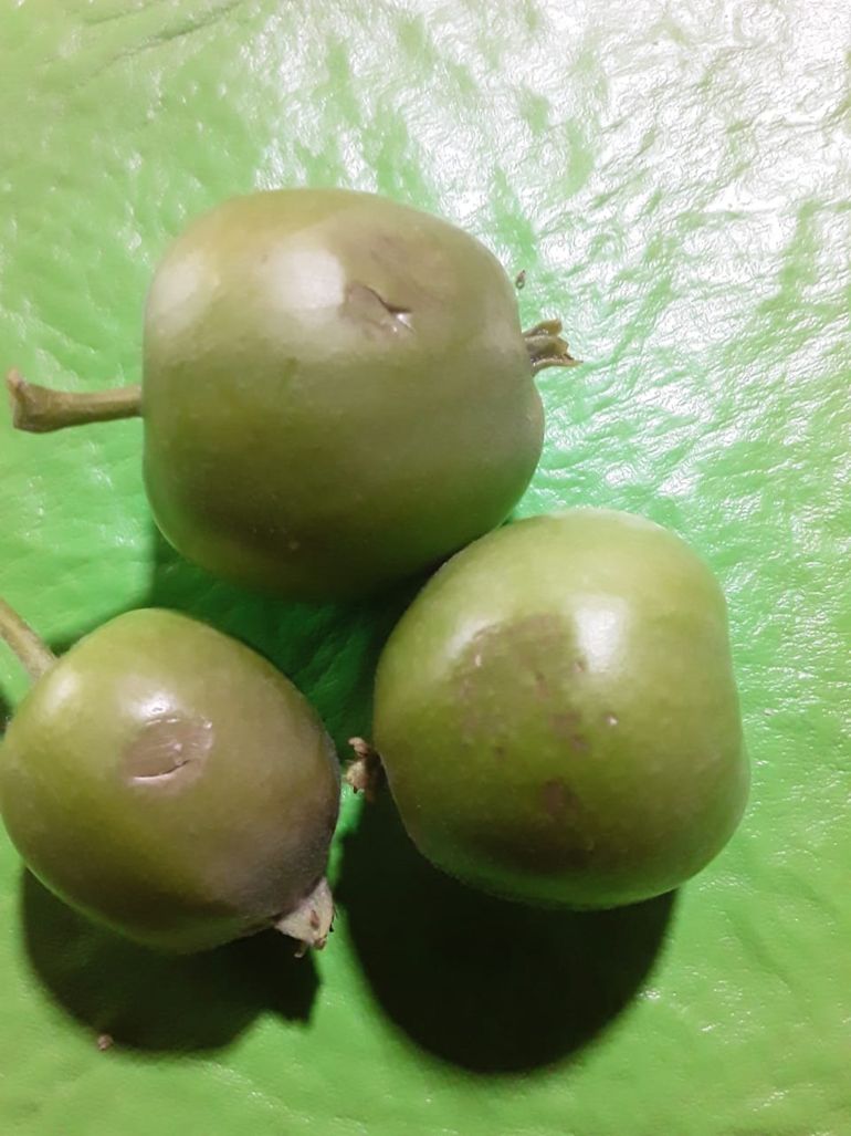 Las peras sufrieron abolladuras y da&ntilde;os en su textura.