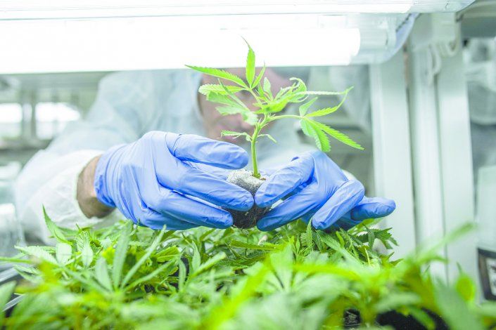 El Valle abre la puerta a la exportación de cannabis