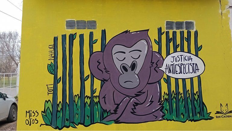 Tras el fallo judicial, el chimpancé Toti sigue esperando en soledad
