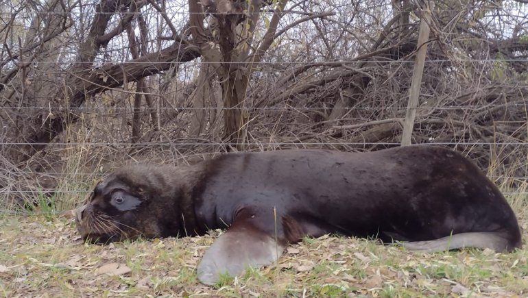 Encontraron un lobo marino en una chacra de cebollas y lo rescataron