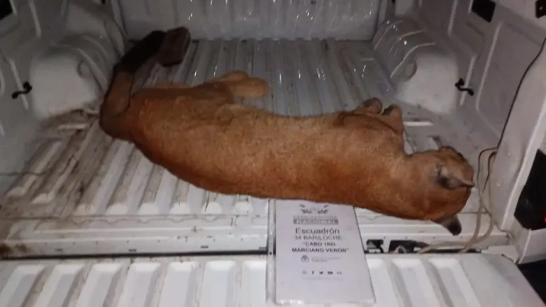 El animal fue trasladado en camioneta hasta el lugar de liberaci&oacute;n, su h&aacute;bitat natural.&nbsp;