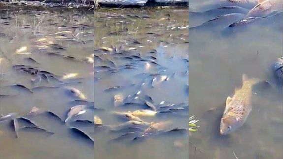 Polémica por mortandad de peces en el río Negro 
