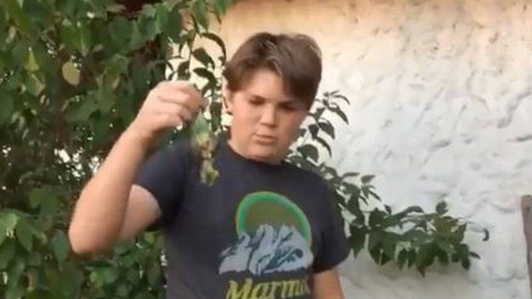 Adiós Chimuelo: el video del fallido funeral de un pajarito que explota en las redes