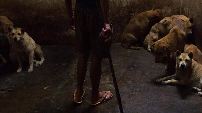 Desde la Protectora de Animales detallaron que se trataba de una perra pitbull joven. Foto ilustrativa.