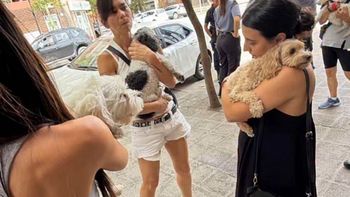 Tres perros caniches fueron rescatados de un auto en pleno centro de Cipolletti.