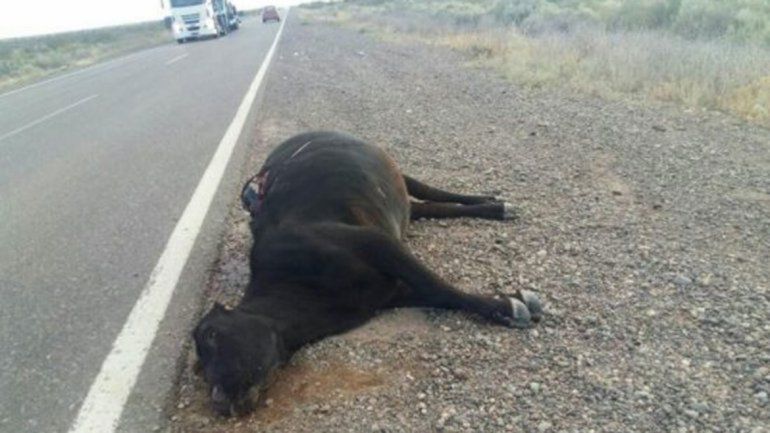 Dos vacas fueron embestidas en diferentes choques el fin de semana.