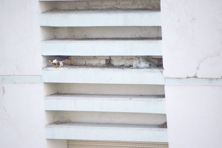 Nacieron halcones peregrinos en pleno centro cipoleño