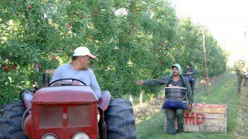 Queda poco por cosechar, mayormente la variedad Pink Lady de manzana. Según los chacareros, se está dando un panorama más esperanzador.