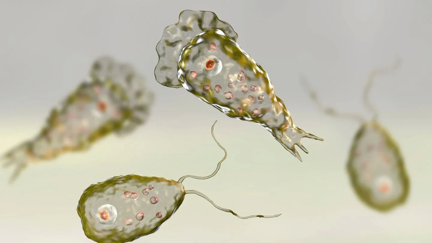 Un nene murió luego de infectarse con la ameba comecerebros 