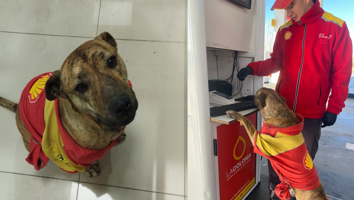 Helix -lo bautizaron así por el aceite de esa empresa-, el perrito de la foto viral y una linda historia.