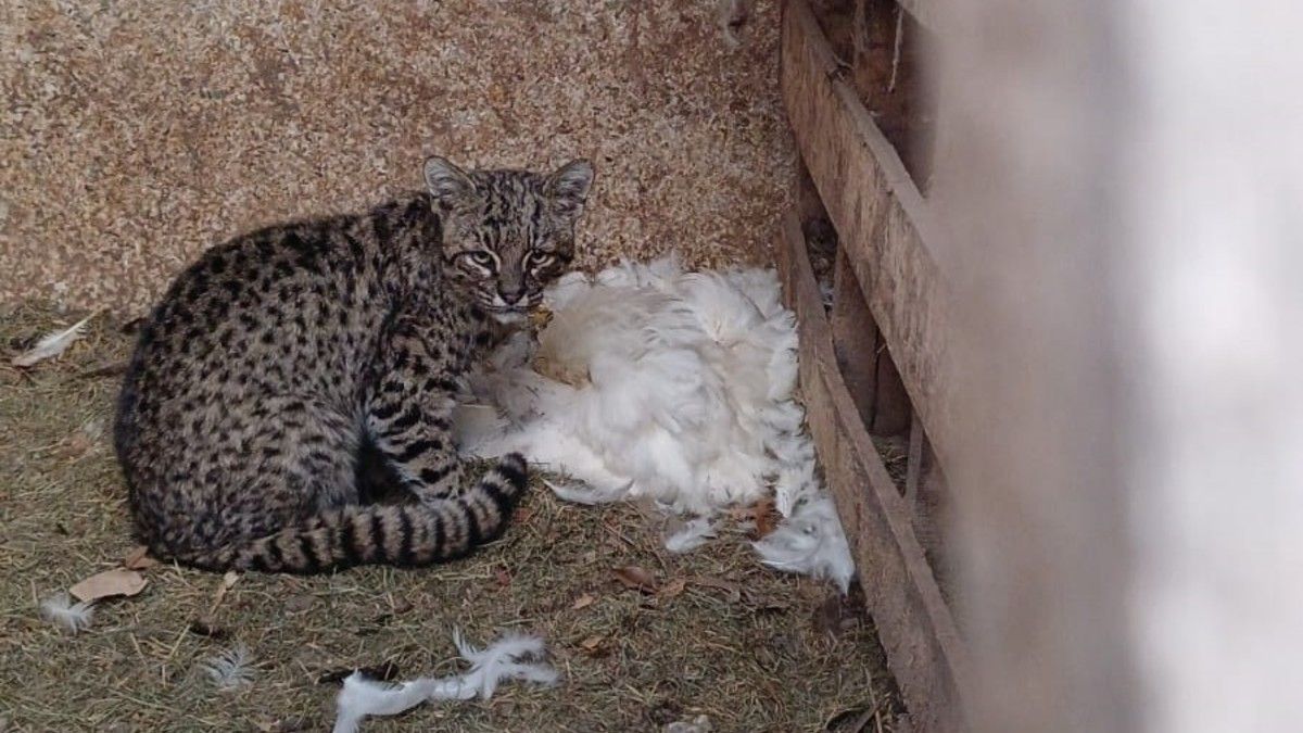 El gato montes es un animal de la fauna silvestre, una especie protegida.