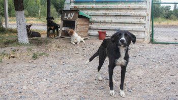 tiraron abajo los caniles en el refugio de la isla jordan