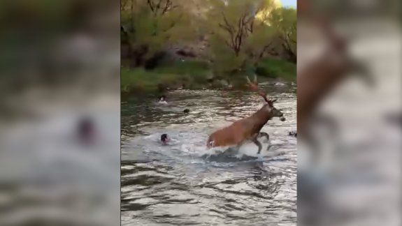 Acorralaron a un ciervo con perros y lo mataron con saña