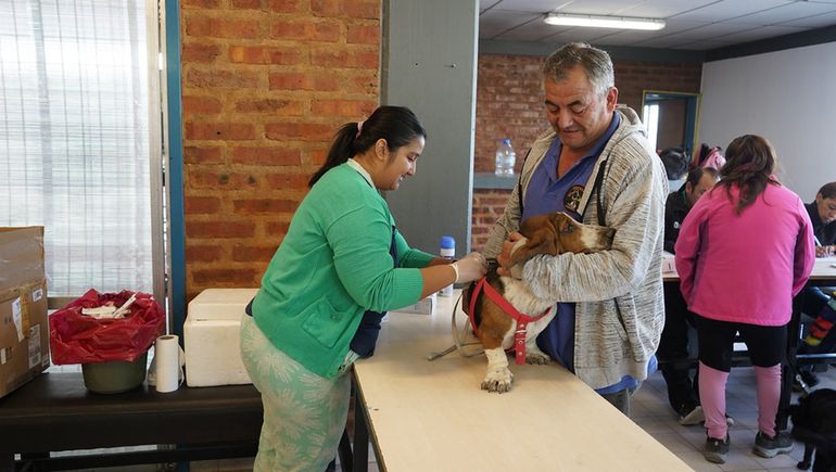 Día del Animal: habrá jornada de vacunación y desparasitación
