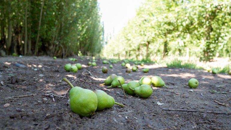 Está por finalizar el plazo de inscripción al Ente Compensador de Granizo
