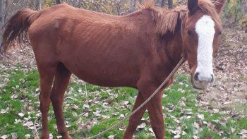 la historia de gringa, la yegua que paseaba por el manzanar