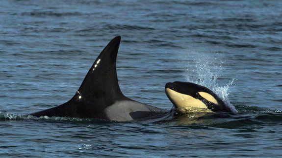 Avistan por primera vez una cría de orcas frente a la costa rionegrina