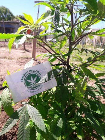 Las ONG del Alto Valle trabajan desde hace años en la capacitación, acompañamiento e investigación del cannabis medicinal.
