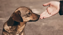 Se celebra el día mundial del perro