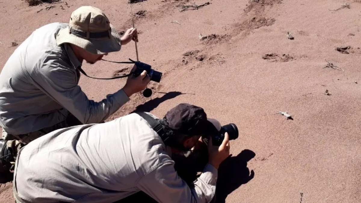 Descubren en la zona una lagartija única en todo el planeta