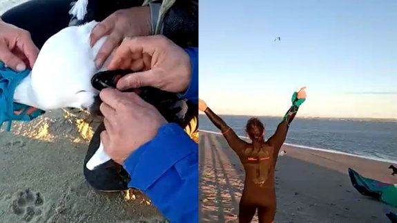 Salvaron a una gaviota enredada en una bolsa de nylon