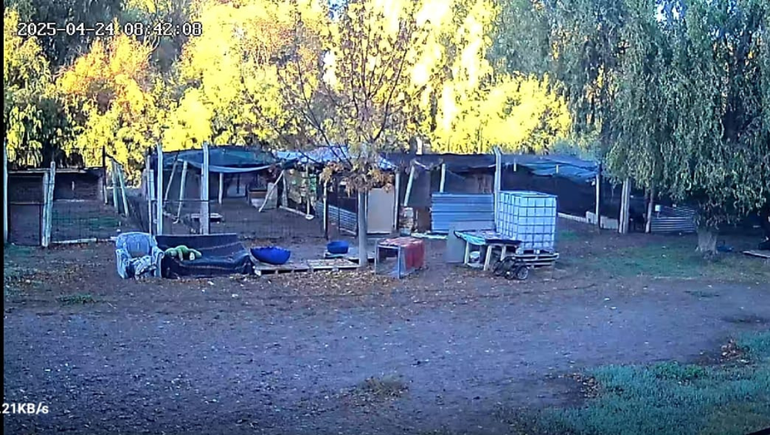Las voluntarias de la Fundación SOS Animal identificaron al sujeto por las cámaras de seguridad.