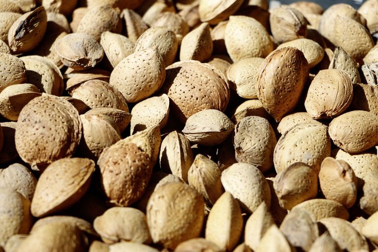 Las almendras con cáscara de la producción de Nogallia. Foto Anahí Cárdena.