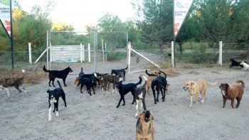 denuncian a la municipalidad por el estado de la perrera