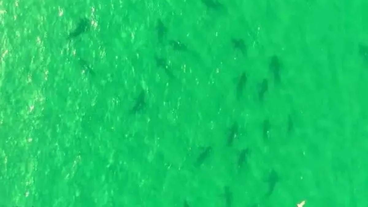 Más de 100 tiburones sorprendieron en la costa rionegrina&nbsp;