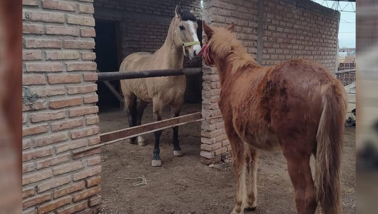 Peteco se hizo un amigo nuevo en su nuevo hogar provisorio. Peteco se hizo un amigo nuevo en su nuevo hogar provisorio.