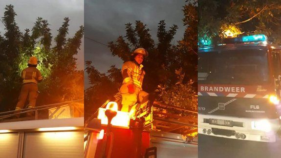 Héroes sin capa: bomberos voluntarios salvaron a un gatito atrapado en un árbol