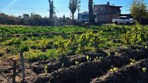 El encargado de la cuadrilla del Vivero de Catriel terminó despedido por tener sexo con otra empleada.
