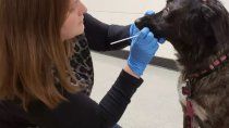 coronavirus: testean a mascotas por si estan infectadas